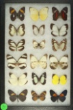 Group of 18 butterflies including Grass Yellow and Black Banded Whites, all found in Ecuador