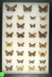 Large group of 31 small butterflies including Skippers and Dusky Wings found in Arizona
