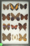 Group 12 assorted butterflies including Brazilian Painted Lady found in South America