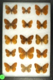 Group of 15 Fritillaris butterflies found in Western US in 1999