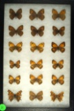 Frame of 18 butterflies, 16 Gatekeepers and 2 Angel Wings