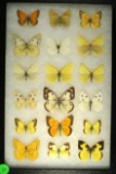 Group of 18 assorted buttrerflies including Clouded Yellow also known as Sulphurs, US in 1998