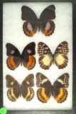 Group of 5 butterflies, 4 Brush Footed found in Indonesia, and one Glider found in Africa in 1994