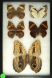 Frame of 5 butterflies including an Owl's Eyes