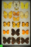 Group of 17 butterflies including Cloudless Sulphur, Orange Sulphur and Sleepy Orange, Arizona