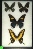 Nice frame of 4 Swordtail butterflies found in Ecuador in 1998