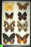 Group of 8 butterflies including Leaf Wings and Lace Wings