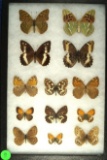 Group of 13 butterflies including a Woodland Grayling amd others found in Europe