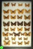 Group of 33 small butterflies including Checkerspots and Brushfoot