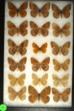 Group of 18 Fritillaria butterflies found in Oregon in 2000