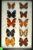Group of 10 butterflies from Ecuador including Leaf Wing & Purple Wing varieties