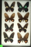 Group of 8 Swallowtails found in Ecuadorin 1998