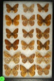 Group of 18 Fritillaria butterflies found in Western US in 2000