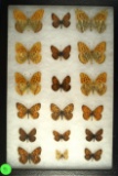 Group of 18 butterflies found in Europe including some Brush Footed