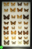 Group of 32 small butterflies including Checkerspots & Texas Crescents