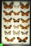 Group of 17 butterflies including Common Tigers and Brush Footed, all found in Ecuador in 2002