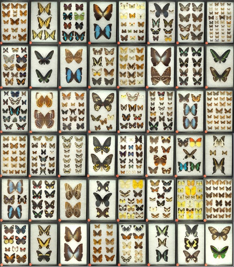 Mounted Butterflies! Over 130 Frames - Premiere