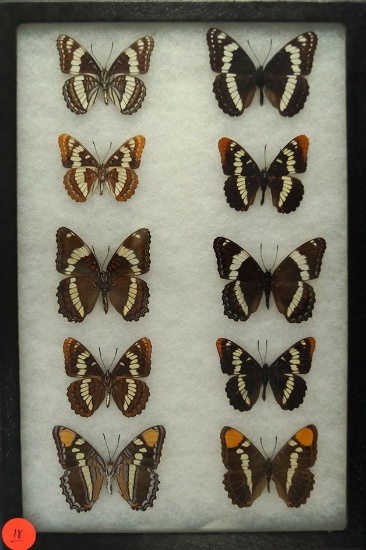 Group of 10 butterflies including several Admirals and 2 California Sisters