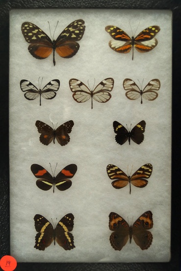 Group of 11 butterflies including Clear Wing, Brushfoot, and Cinnamon Spot found in Costa Rica