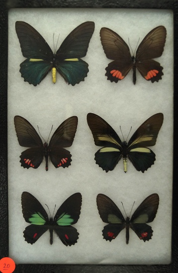 Frame of 6 Swallowtail butterflies