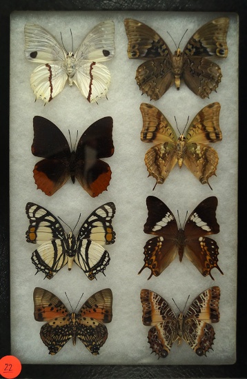 Interesting Group of 8 Charaxes butterflies