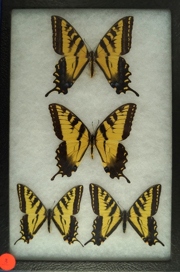 Frame of 4 Swallowtail butterflies