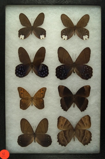 Group of 8 Neotropical butterflies from the Pierella and Tagetis families, found in Ecuador