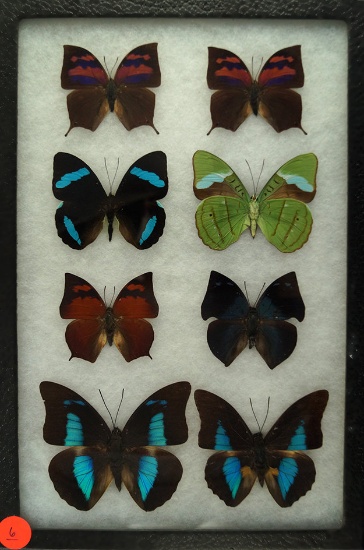 Group of 8 butterflies including assorted Leaf Wings