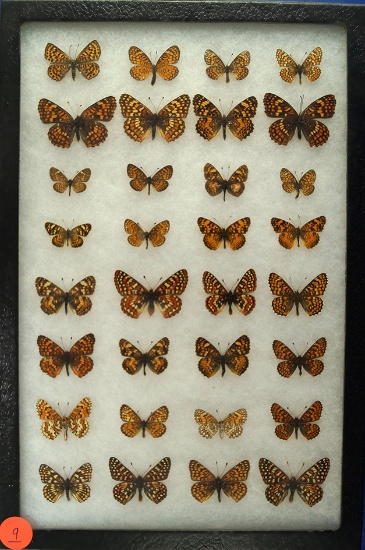 Frame of 32 Field Crescent and Checkerspot butterflies