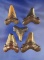 Set of five fossilized Megalodon Sharks Teeth, largest is 2