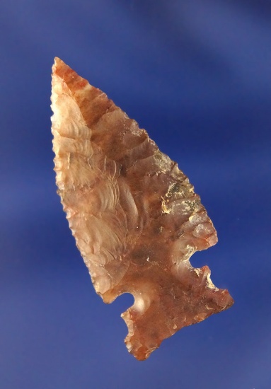 Rare Style! 1 and 3/4" unique Double Notched Arrowhead with exceptional flaking and high quality mat