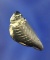 Small Columbia River Effigy. Steatite, drilled Bead or Pendant, 1 1/8