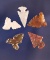 Set of five nice Columbia River Arrowheads, largest is 3/4