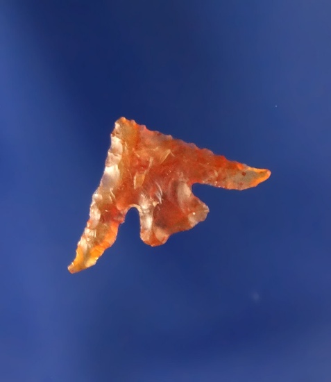 Columbia Plateau, petite with flaring wings, Carnelian Agate, 1/2" L.  John Day River.