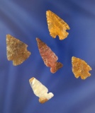 Set of 5 very nice Arrowheads  found near the Columbia River. Largest is 1 3/8
