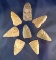 Set of eight Triangle Points found in Texas in good condition, largest is 2 1/8