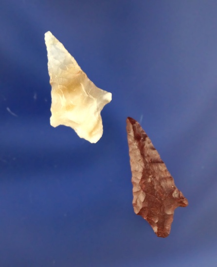 Pair of rabbit Island arrow points, largest is 1 1/16" found near the John Day River in the 1940s.