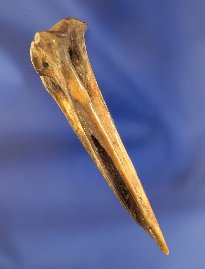 Very sharp tip! 3 5/8" turkey bone Awl found by Larry Moreland at the Fox Field site in Kentucky.