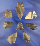 Set of 8 arrowhead the nice condition found in Frederick County Virginia, largest is 1 15/16