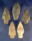 Set of five Adena arrowheads found in Ohio, largest is 2 15/16