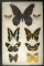 Beautiful framed group of six butterflies from the Dr. Thomas collection. Frame size is 8 x 10.