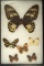 Beautiful  8 x 10 framed group of six butterflies from Peru from the Dr. Thomas collection.
