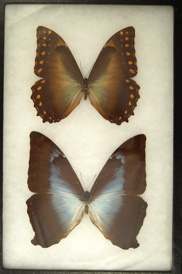 Beautiful framed pair of large butterflies from the Dr. Thomas collection. Frame size is 8 x 10.