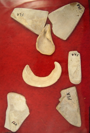 Framed group of 7 anciently worked shell artifacts found in Florida. Largest is 3 3/8".