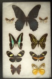 Beautiful framed group of six butterflies from the Dr. Thomas collection. Frame size is 8 x 10.