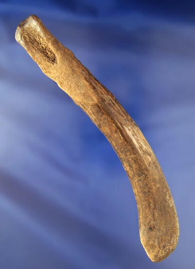 Glover's Cave Artifact! 6 15/16" Antler Gouge excavated by Raymond Vietzen at Glover's Cave, Kentuck