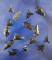 Set of 15 assorted Arrowheads found by R. D. Mudge in Nevada. Largest is 1