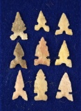 Set of 9 assorted Texas Birdpoints glued to cardboard. Soak in hot water to remove.