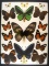 12x16 Frame of Ornithoptera priamus, O, urvillianus, 6 Cethosia sp., and 4 Orange Tips.