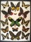 12x16 Frame of Ornithoptera victoriae, misc. Papilios, 2 Ornithoptera sp.